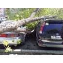 Дерево из детского садика завалилось в Бердске на парковку