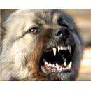 Четыре огромных пса рвали людей в клочья и чуть не загрызли до смерти в Бердске
