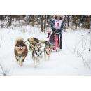 Гонки на собачьих упряжках состоятся на лыжной базе «Метелица» в Бердске 13 января