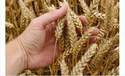 Пшеница составляет больше половины экспорта зерна
